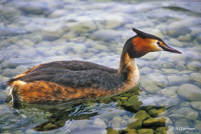 Haubentaucher
Der schlanke Haubentaucher (Podiceps cristatus, engl. Grait Crested Grebe) ist ein gewandter Fischfänger.
Foto: Johann Zimmermann
PM - Station Hütte an der Prienmündung PM-1_Haubentaucher(Zi)-1140pix.jpg