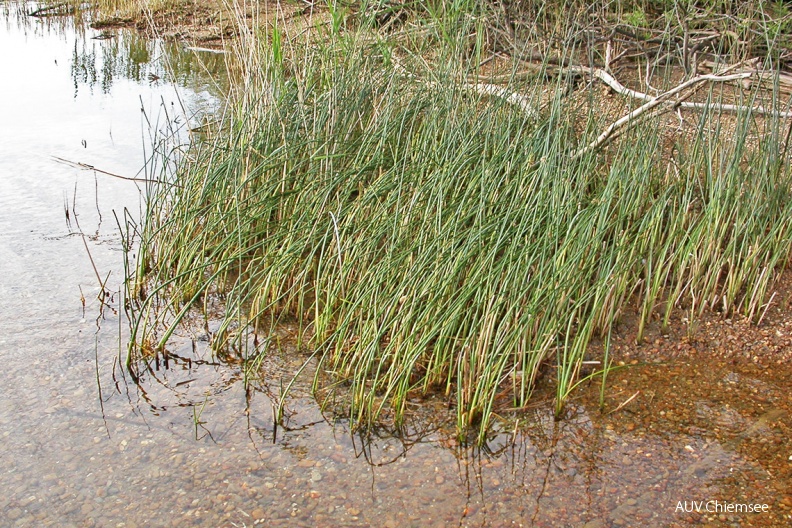 Teichbinse
Vor allem in den seeseitigen Randbereichen der Röhrichte gesellen sich Teichbinsen (Schoenoplectus lacustris, engl. Common Club-rush) zu den Schilfbeständen.
Foto: Michael Lohmann
PM - Station Hütte an der Prienmündung PM-1_Teichbinse(Lo)-1140pix.jpg