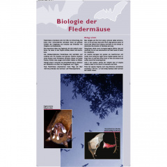 Tafel 2: Biologie der Fledermäuse