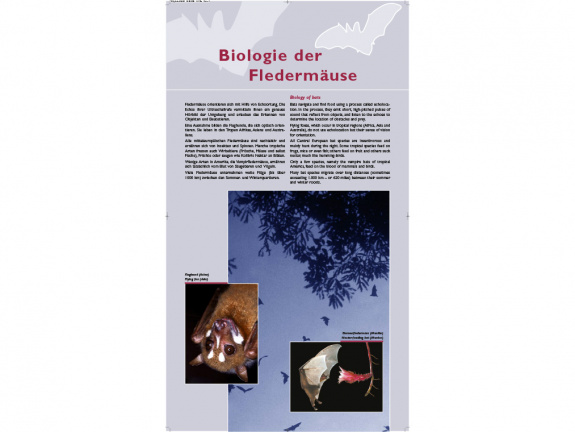 Tafel 2: Biologie der Fledermäuse