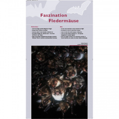 Tafel 1: Faszination Fledermäuse
