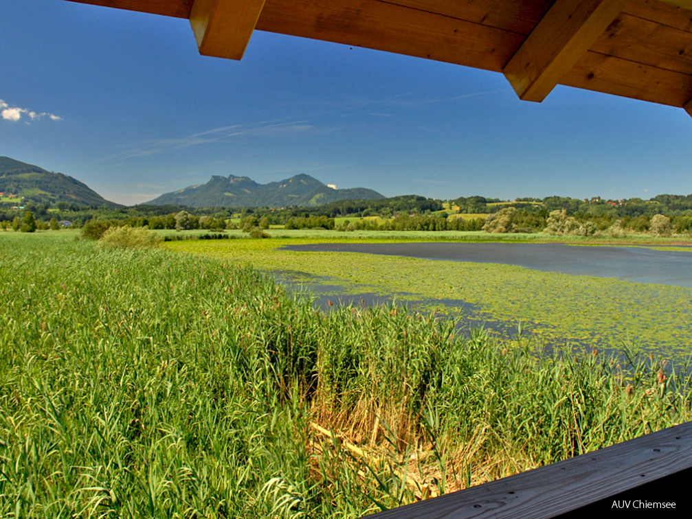 Blick auf die Schwimmblattzone