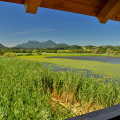 Blick auf die Schwimmblattzone