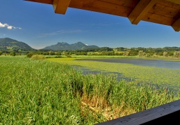 Blick auf die Schwimmblattzone