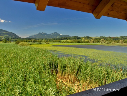 Blick auf die Schwimmblattzone