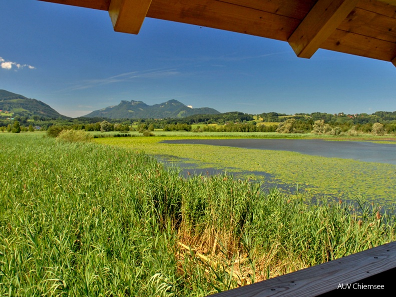 Blick auf die Schwimmblattzone