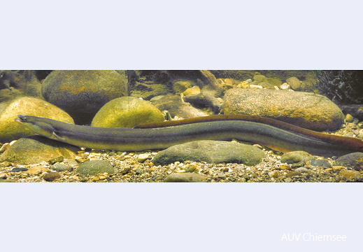 Aal