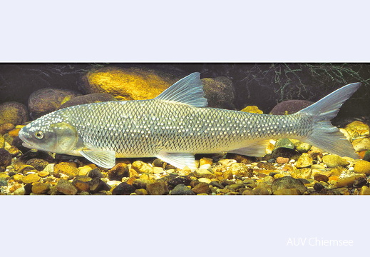 Perlfisch