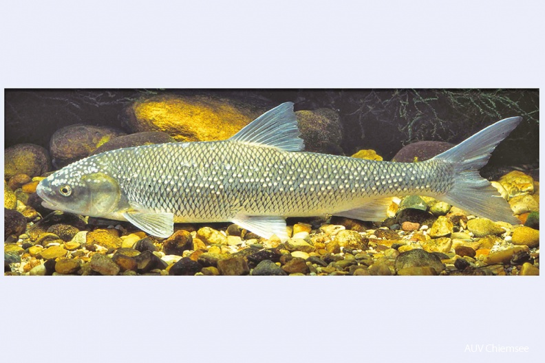 Perlfisch (Rutilus frisii meidingeri)
Der Perlfisch (Rutilus frisii meidingeri, engl. Pearlfish) ist einer der seltensten Fische Europas. In Deutschland kommt diese stark bedrohte Art nur im Chiemsee vor. Seine Erhaltung ist eine besondere Verantwortung.
CH - Station Chieming / Foto: Andreas Hartl CH_1-Perlfisch-screen-1140pix.jpg