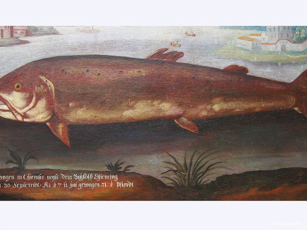 Ölgemälde eines 1711 gefangenen Fisches