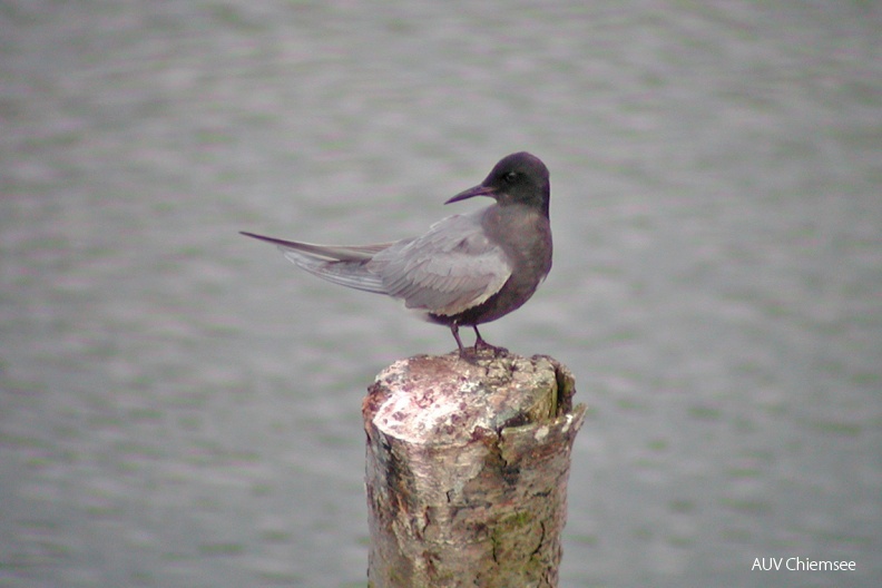 Trauerseeschwalbe (Chlidonias niger)
Für die Trauerseeschwalbe (Chlidonias niger, engl. Black Tern) ist der Chiemsee Sommerquartier oder Rastplatz auf dem Weg in ihre nördl. Brutgebiete an der Westküste Afrikas.
HB - Station Hirschauer Bucht / Foto: Christoph Moning HB_2-Trauerseeschwalbe(CM)-1140pix.jpg