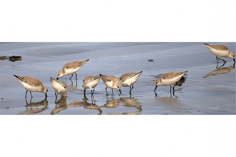 Sanderlinge (Calidris alba)
Sanderlinge (Calidris alba, engl. Sanderling) finden als Durchzügler auf offenen Schlammflächen im Herbst und Frühjahr reichlich Nahrung.
HB - Station Hirschauer Bucht / Foto: Michael Lohmann HB_2-Sanderlinge-screen-1140pix.jpg