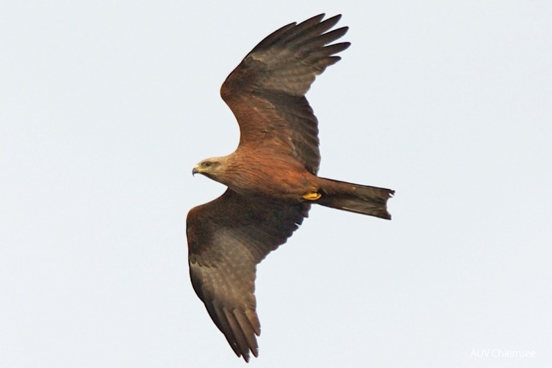 Schwarzmilan (Milvus migrans)
Der Schwarzmilan (Milvus migrans, engl. Black Kite) ist im gesamten Festland Europas verbreitet. Am Chiemsee brütet er nur vereinzelt. Im August/September fliegt er in das tropische Afrika.
HB - Station Hirschauer Bucht / Foto: Langenberg HB_2-Schwarzmilan(TL)-1140pix.jpg