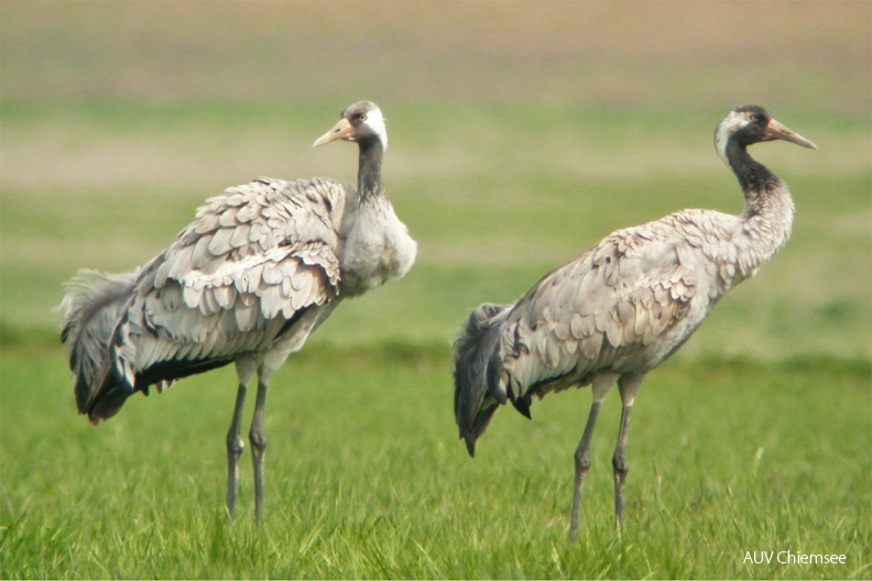 Kraniche (Grus grus)
Für die Reise aus den Brutgebieten in Nord- und Osteuropa in ihre Überwinterungsgebiete in Spanien versammeln sich Kraniche (Grus grus, engl. Common Crane) zu Tausenden an traditionellen Rastplätzen. Am Chiemsee rasten Sie in kleinerer Zahl, vor allem im März/April und September/Oktober.
HB - Station Hirschauer Bucht / Foto: Norbert Estner HB_2-Kraniche-screen-1140pix.jpg
