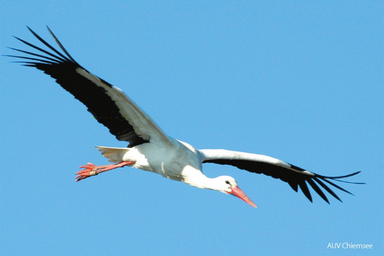 Weißstorch (Ciconia ciconia)
Weißstörche (Ciconia ciconia, engl. White Stork) gehören zu den Langstreckenziehern, die bei uns nur unregelmäßig durchziehen und ausnahmsweise brüten.
HB - Station Hirschauer Bucht / Foto: Krappel HB_2-Weissstorch-screen-1140pix.jpg