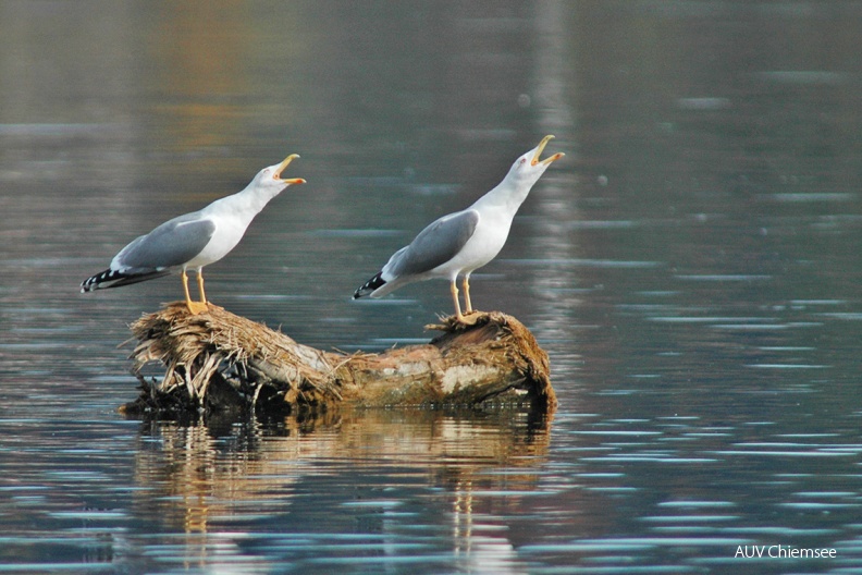 Mittelmeermöwen (Larus michahellis)
Die an südeuropäischen Küsten beheimateten Mittelmeermöwen (Larus michahellis, engl. Yellow-legged Gull) brüten seit 1987 auch am Chiemsee und sind im Sommer oft sehr zahlreich.
HB - Station Hirschauer Bucht / Foto: Johann Zimmermann HB_1-Mittelmeermoewe(Zi)-1140pix.jpg