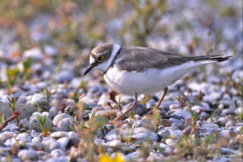 Flussregenpfeifer (Charadrius dubius)
Der Flussregenpfeifer (Charadrius dubius, engl. Little Ringed Plover) brütet auf den Kiesbänken der Achen und des Achendeltas.
HB - Station Hirschauer Bucht / Foto: Andreas Hartl HB_1-Flussregenpfeifer(Ha)-1140pix.jpg