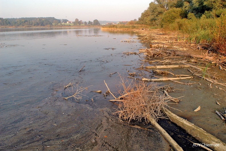 Verlandung der Hirschauer Bucht
Vor einigen Jahrzehnten herrschte in der Hirschauer Bucht noch reger Badebetrieb. Heute ist die Bucht stark von der fortschreitenden Verlandung betroffen.
HB - Station Hirschauer Bucht / Foto: Johann Zimmermann HB_1-Hirschauer-Bucht(Zi)-1140pix.jpg