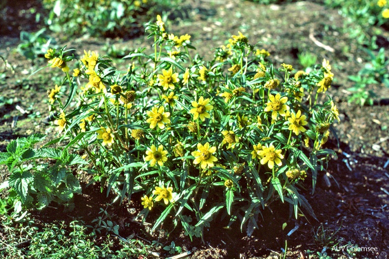 Nickender Zweizahn (Bidens cernua)
Der seltene Nickende Zweizahn (Bidens cernua, engl. Nodding Bur Marigold) ist ein typischer Pionier auf Schlammund Schlickböden.
HB - Station Hirschauer Bucht / Foto: Michael Lohmann HB_1-Nickender-Zweizahn(Lo)-1140pix.jpg