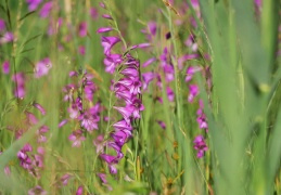 Sumpfgladiole