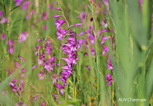 Sumpfgladiole