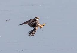 Baumfalke jagt Libellen