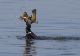 Kormoran erbeutet Schleie