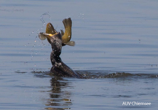 Kormoran erbeutet Schleie