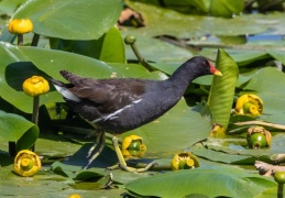 Teichhuhn