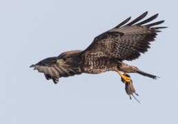 Mäusbussard bringt Beute zum Horst