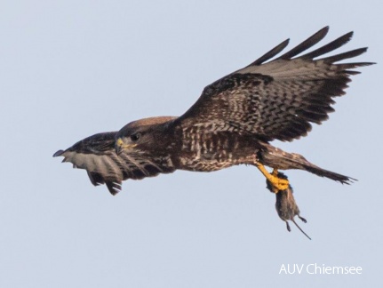 Mäusbussard bringt Beute zum Horst