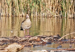 Nilgans & Flussuferläufer