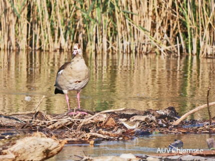 Nilgans & Flussuferläufer