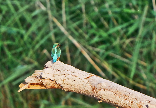 Eisvogel