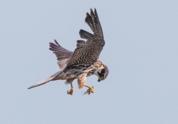 Baumfalke mit erbeuteter Großlibelle