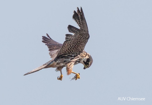 Baumfalke mit erbeuteter Großlibelle