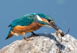 diesjähriger Eisvogel mit erbeuteter Seefroschquappe