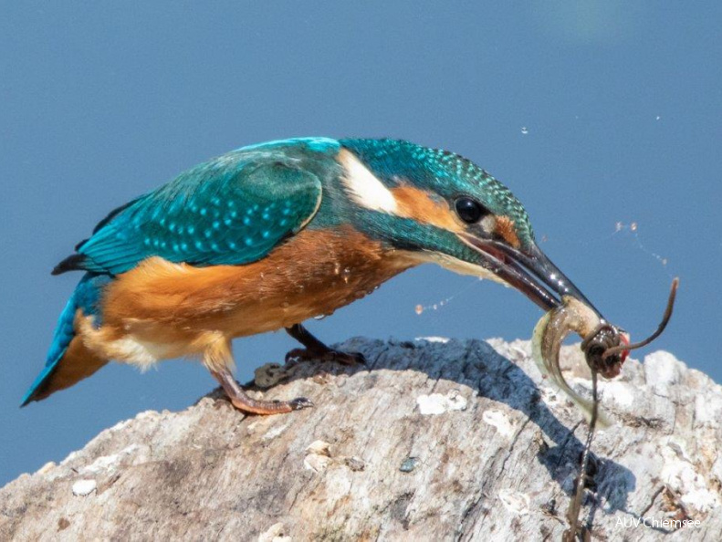 diesjähriger Eisvogel mit erbeuteter Seefroschquappe