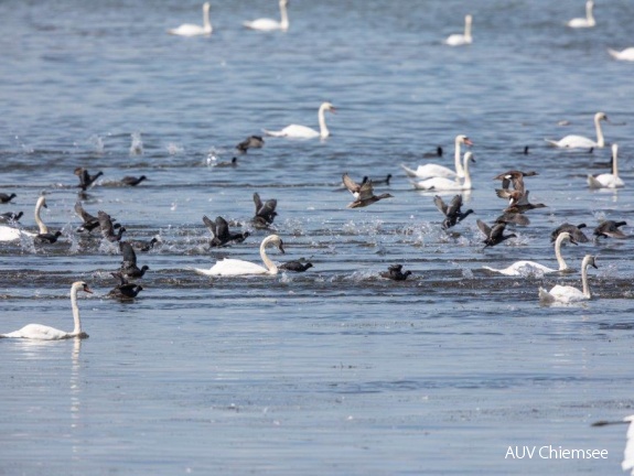 in Panik vor Seeadler flüchtende Wasservögel