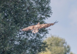 Seeadler