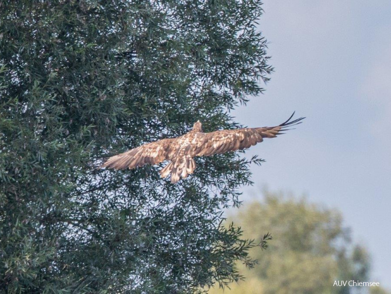 Seeadler