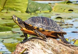 Gelbwangenschildkröte