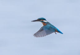 rüttelnder Eisvogel