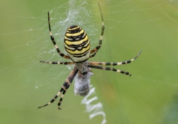 Zebraspinne