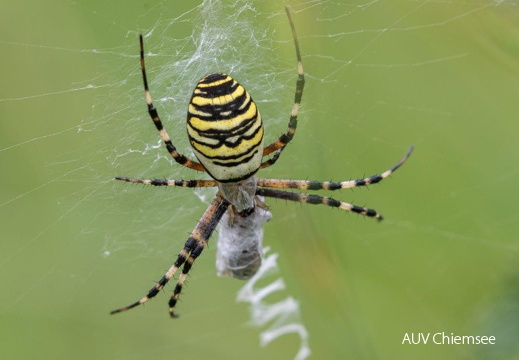 Zebraspinne