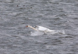 Höckerschwan bei aufkommendem Gewittersturm