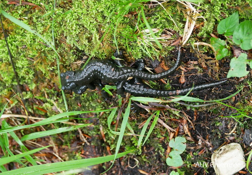 Alpensalamander - Paar