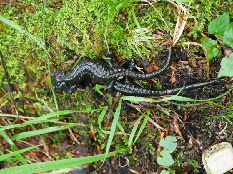 Alpensalamander - Paar