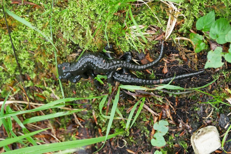 AktNatBeo-190816-ja-07_Alpensalamander_Paar-1140pix.jpg