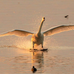 Schwan im Abendlicht